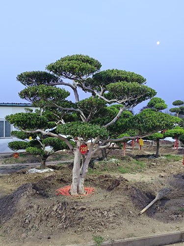 黄杨造型盆景老桩好养四季常青庭院别墅多年根系好