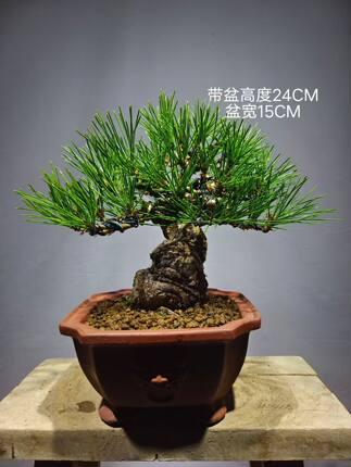 造型盆景老桩好养四季常青办公室一物一拍多年根系好