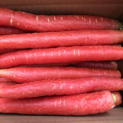 Sichuan Carrot Fresh Бесплатная доставка Сэндди Фруктовая Морковь, ферма, ферма, красное сердце хрустящее сладкое песчаное гнездо