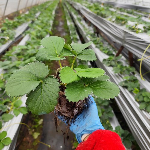 草莓苗隋珠淡雪真红玄玉梦晶草莓苗食用水果南北方种植物