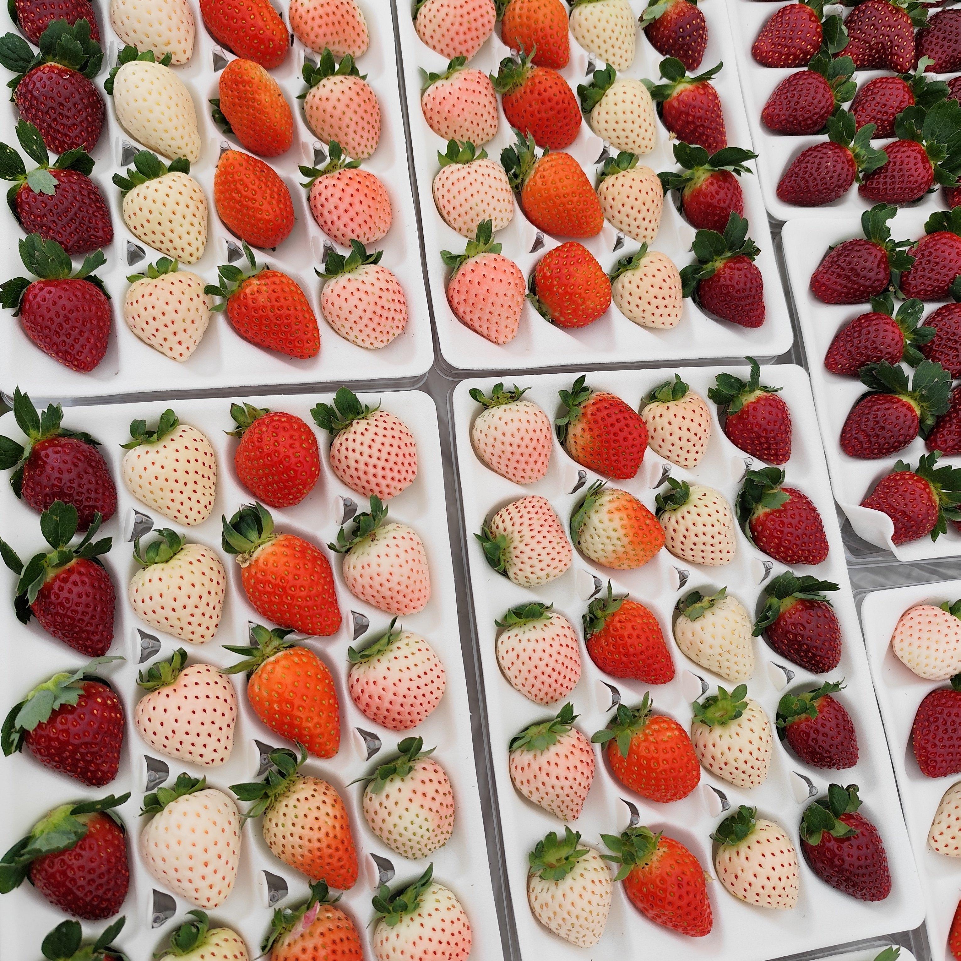 草莓鲜果黑草莓白草莓粉草莓红草莓多色草莓礼盒新鲜当季水果,水产肉类/新鲜蔬果/熟食,草莓,淘宝优惠券,粉丝福利购,淘宝优惠卷