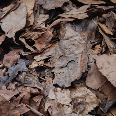 广西梧州六堡茶 2005年原种霜降老茶婆药香果香甜生茶农家茶散茶