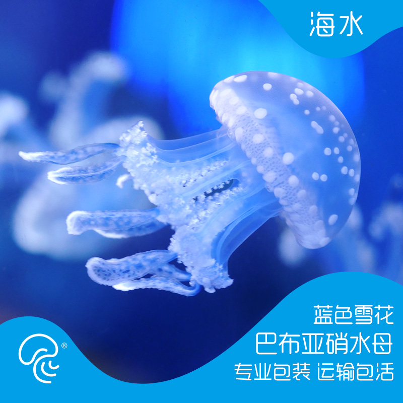 蓝色梦幻珍珠斑点稀有水母活体