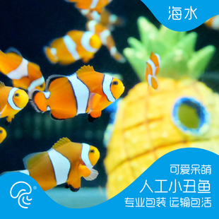 Nemo公子小丑鱼活体海水鱼海水观赏鱼尼莫人工繁殖澳黑血印黑冰