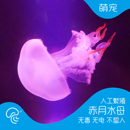 赤月水母活体宠物观赏瓶火箭小水母海蜇苗水母海水观赏鱼
