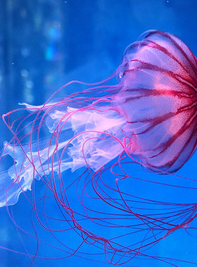 黑星海刺梦幻水母冷水系萌宠