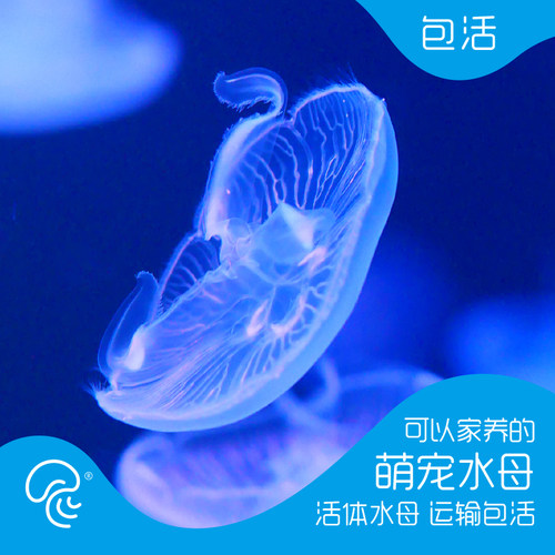 海月水母活体观赏宠物活水母梦幻神奇彩色透明减压情调海水宠物 - 封面