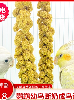 小型鹦鹉鸟类零食黄色小米穗天然谷穗鸟食鸟饲料麦穗鹦鹉断奶谷子