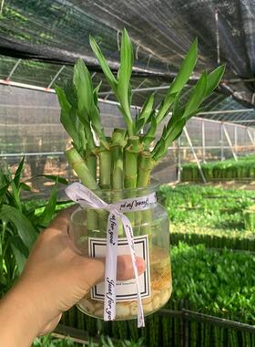 富贵竹迷你型水培植物盆栽节节高升室内办公桌室绿植水养带根土培