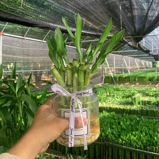 富贵竹迷你型水培植物盆栽节节高升室内办公桌室绿植水养带根土培