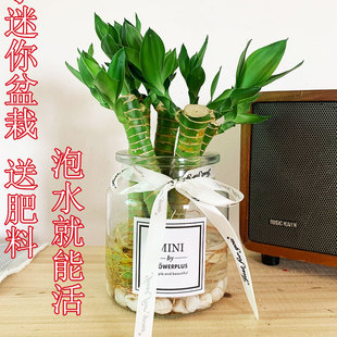 迷你桌面小盆栽小龙竹观音竹节节高发财竹室内客厅公司绿植水培水