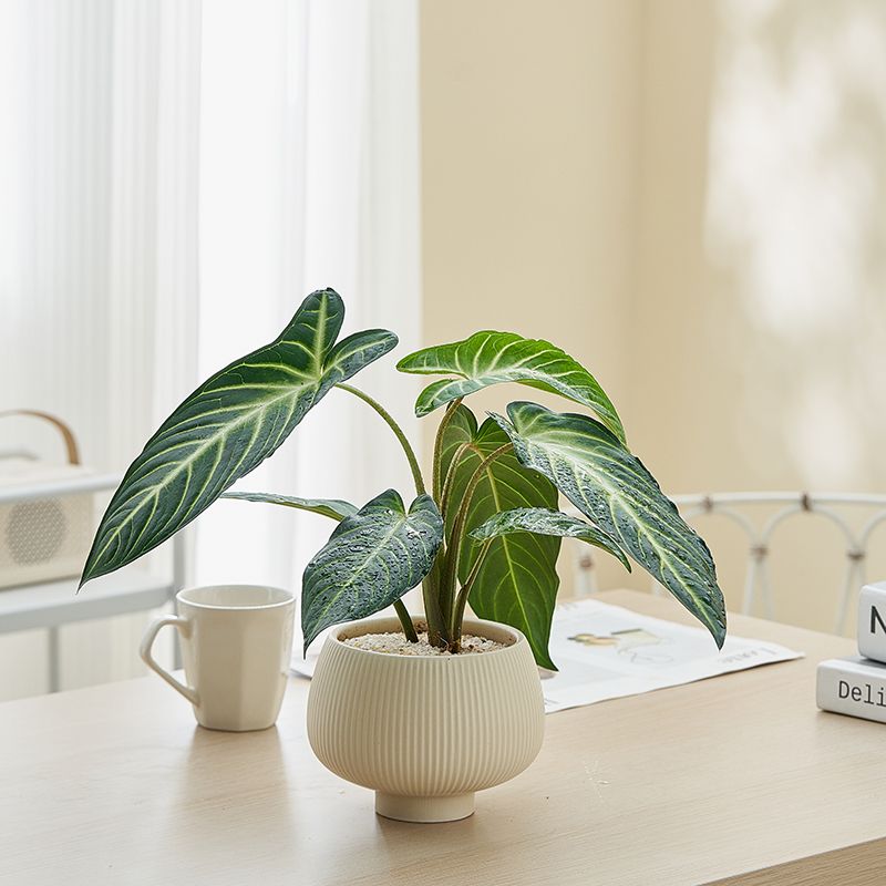 新手绿植盆栽室内植物净化空气