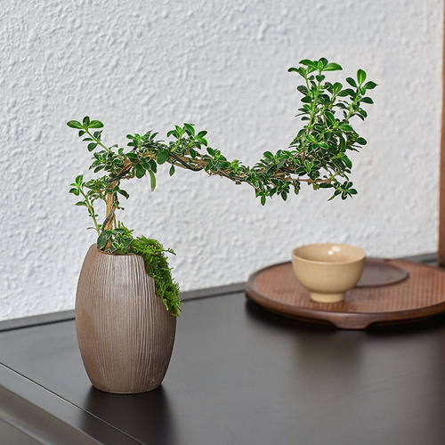 花卉植物盆栽小叶四季好养雀舌