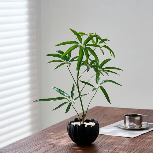 夏威夷鹅掌木清新耐阴观叶植物