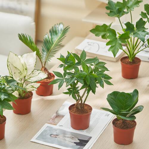 新手好养室内绿植盆栽净化空气