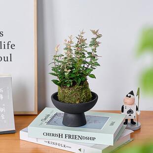 花叶络石水培植物苔藓球茶室办公室桌面盆栽绿植彩色花卉爬藤吊兰