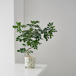 中古侘寂风造型九里香小森林植物茶室内装饰盆栽净化空气好养绿植
