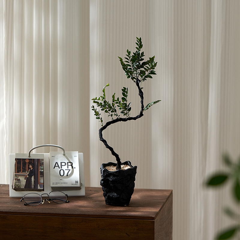 造型小叶紫檀植物净化空气绿植