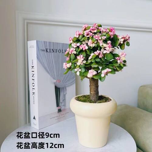 金枝玉叶棒棒糖老桩多肉净化空气