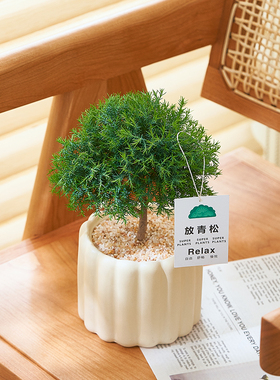 雾松盆栽小清新室内客厅放青松绿植办公室植物净化空气懒人好养