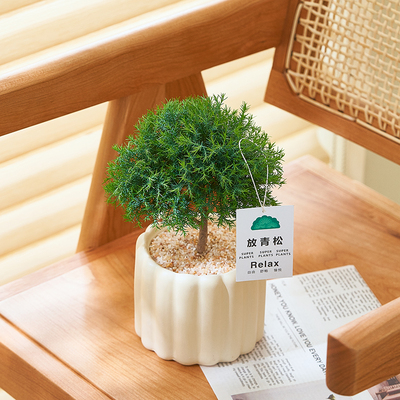 雾淞盆栽办公室植物防辐射好养