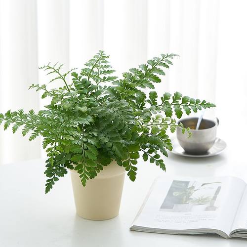 吉姆蕨绿植盆栽净化空气