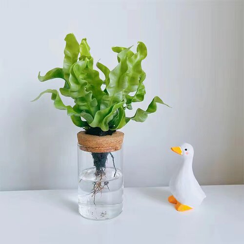 水培植物火焰鸟巢蕨绿植新手好养