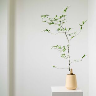 侘寂风简约小叶簕竹桌面植物耐阴绿植盆栽禅意绿植室内客厅茶几