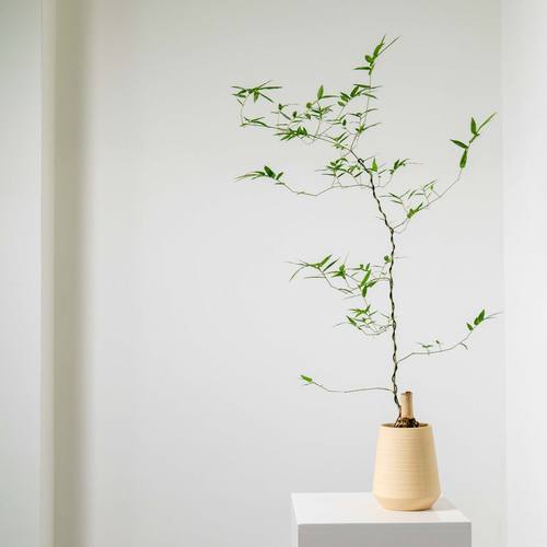 侘寂风简约小叶簕竹桌面植物耐阴绿植盆栽禅意绿植室内客厅茶几