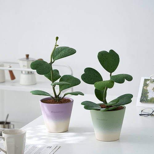 心叶球兰多肉植物好养净化空气