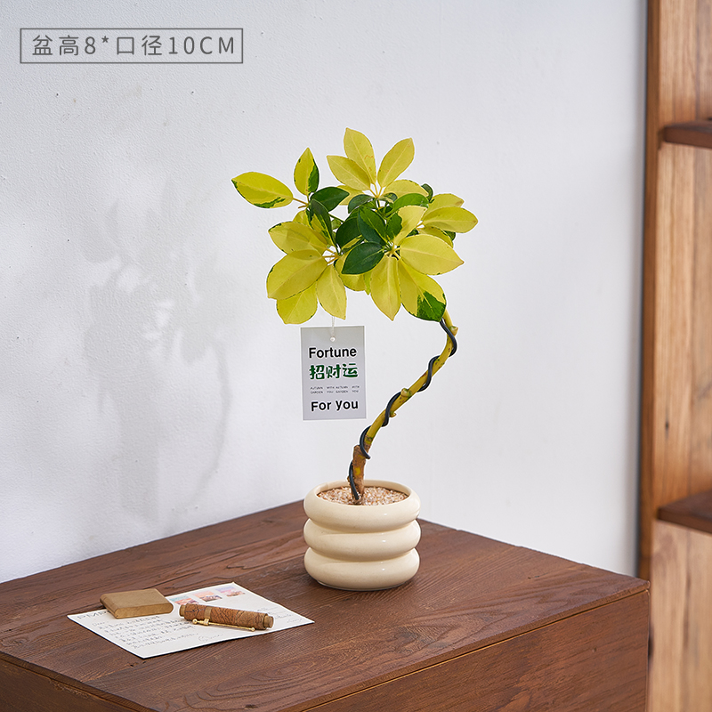 造型花叶鸭脚木绿植净化空气