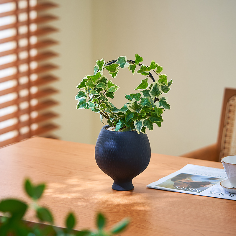 造型常春藤白化爱心叶稀有绿植