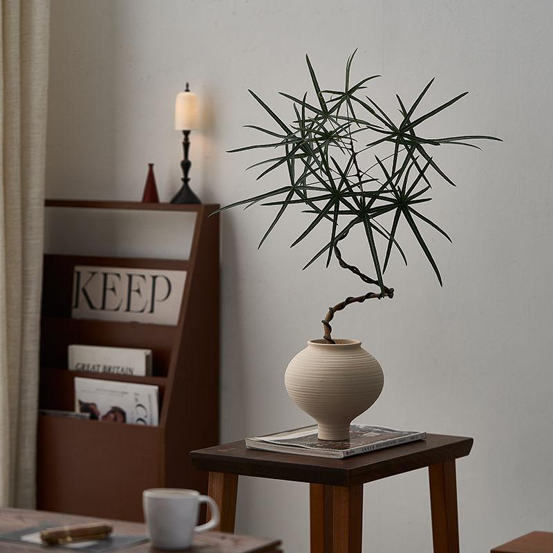 中古侘寂风造型昆士兰瓶树植物茶室内装饰盆栽新中式客厅桌面绿植