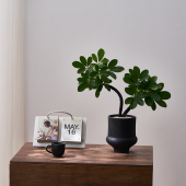 中古侘寂风造型双株鸭脚木植物茶室内装 饰好养盆栽净化空气绿植