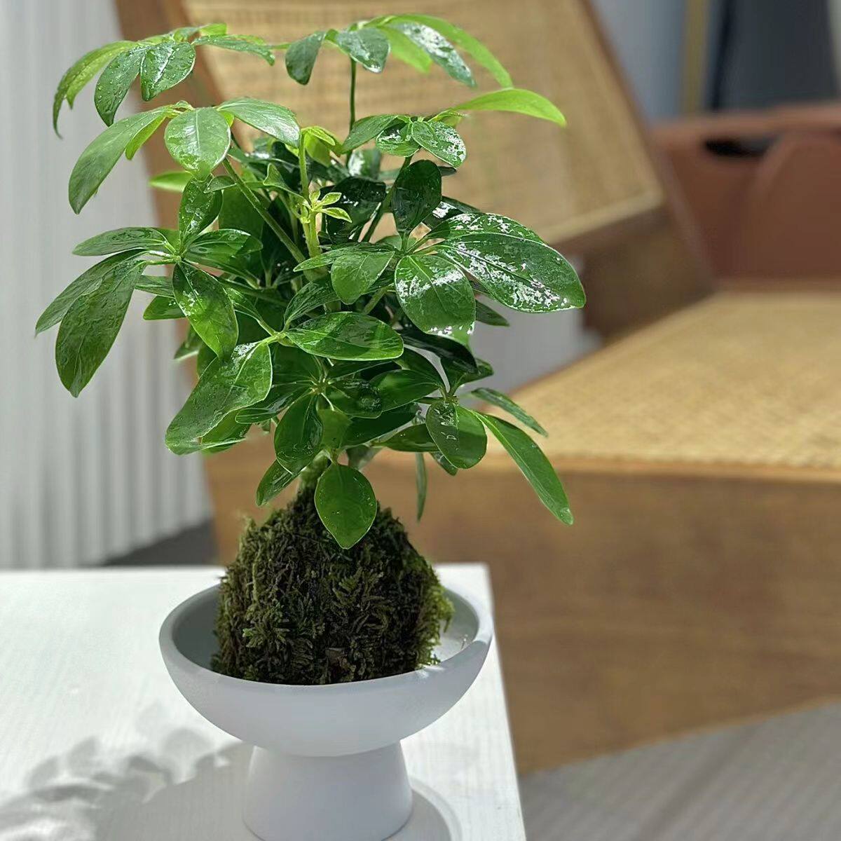 苔玉苔藓球盆栽客厅办公室书房好养微景观卷福文竹净化空气花卉