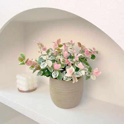 花叶络石五彩爬藤绿植办公室内桌面花卉盆栽植物好养耐热耐寒