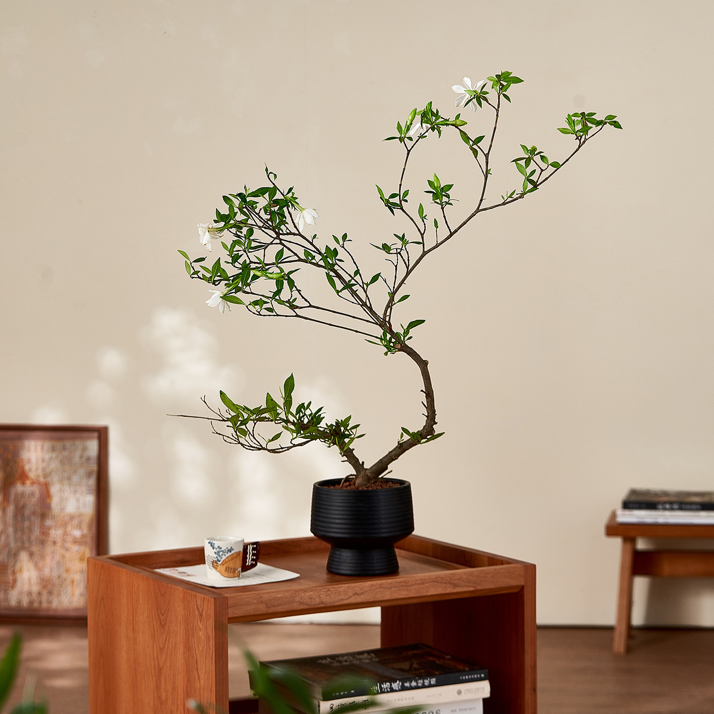 中古侘寂风海岛栀子花植物花卉茶室内装饰盆栽净化空气好养绿植