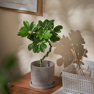 日式 诧寂风造型鸭脚木绿植盆栽桌面客厅室内植物吸甲醛净化空气