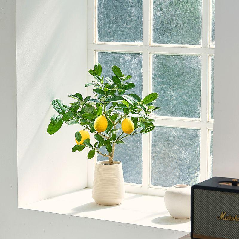 香水柠檬树室内净化空气四季常青