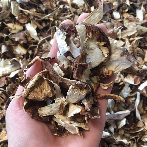 松茸云南特产松茸皮锅底菌汤吊汤