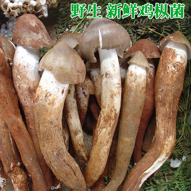 云南特产四川野生鸡枞菌顺丰包邮