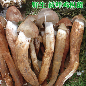新鲜野生鸡枞菌500g顺丰包邮云南特产蘑菇四川荔枝菌煲汤鸡纵菌鲜