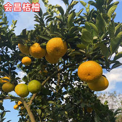江西赣州会昌甜桔柚清香当季果园新鲜现摘水果非庆元甜桔柚包邮