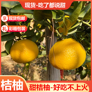 江西赣南会昌桔柚大果甜黄金贡柚非福建建阳甜桔柚子水果10斤20斤
