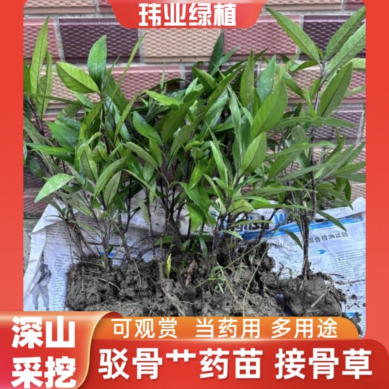 中草药小驳骨苗接骨木接骨筒驳骨草驳骨丹小接骨草盆栽中草药绿植