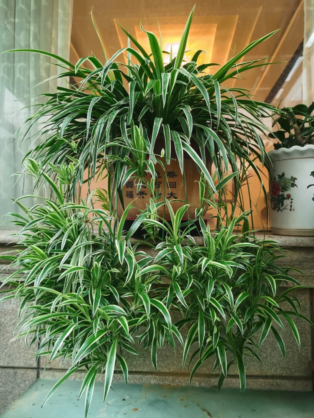 金边吊兰绿植四季植物花卉客厅书房阳台办公室内桌面盆栽水培土栽