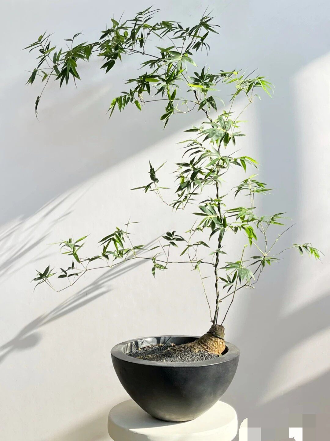 小叶簕竹根苗老桩桌面绿植竹子盆栽室内茶几盆景花卉净化空气茶室