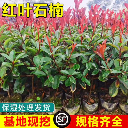 红叶石楠树苗篱笆苗四季常青室外庭院花园工程绿化苗木花卉绿植物