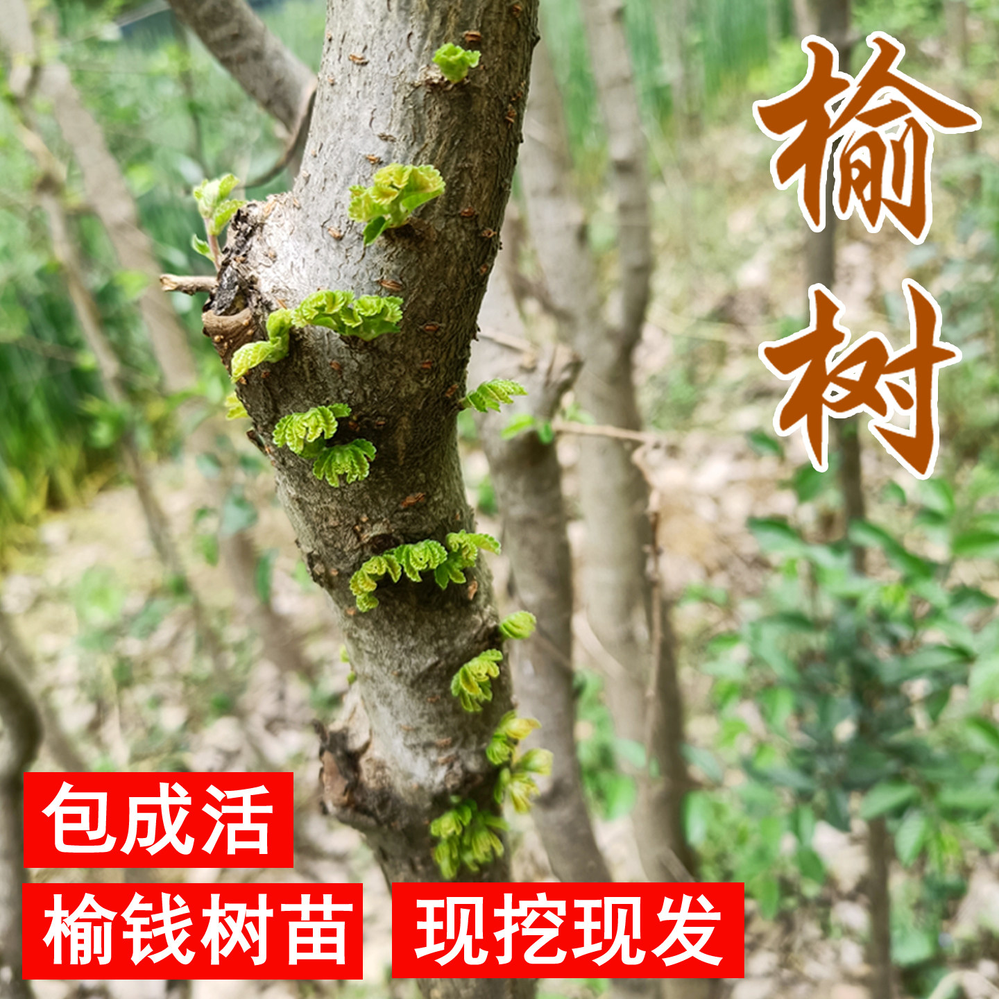 可食用榆钱树苗庭院地栽盆景风景树