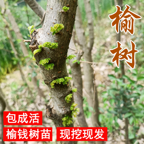 榆钱树苗可吃的风景树地栽榆树苗